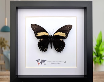Papilio menatius eurotas, la cola de golondrina menatius, decoración de pared, entomología presente, 8x8