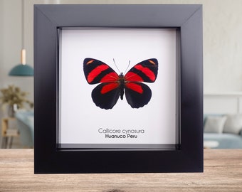Callicore cynosura, BD butterfly or Cynosura eighty-eight, butterfly from Peru, frame 4" x 4"