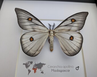 標本 Ceranchia apollina1 pair 104mm 108mm 標本 Ceranchia apollina1 pair 104mm 108mm Real Ghostly Silk