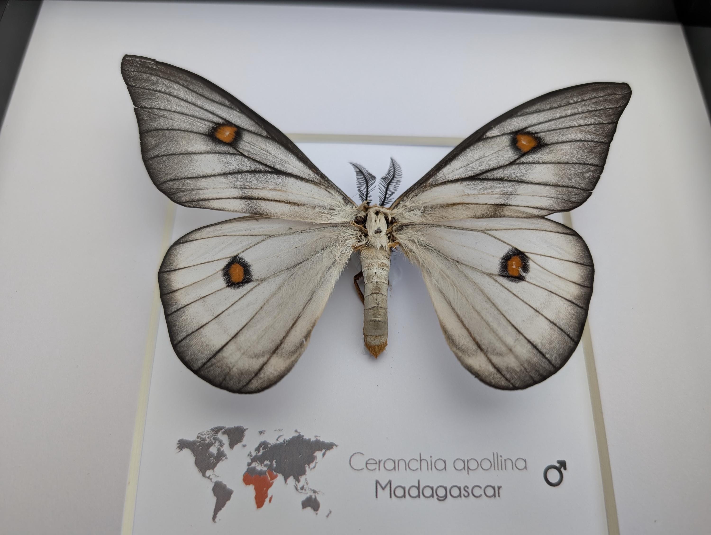 標本 Ceranchia apollina1 pair 104mm 108mm Framed Ghostly Silk Moth: Ceranchia Apollina Female