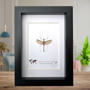 Pseudodiacantha, Orxines macklottii, insecto palo del liquen javanés, de origen ético, colección de insectos, entomología presente, taxidermia