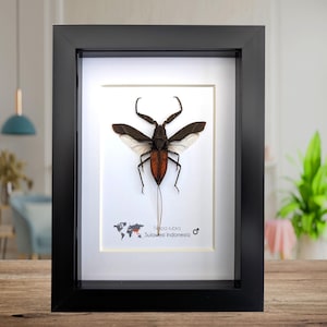 Nepa rubra, lo scorpione d'acqua rossastro, decorazione murale, provenienza etica, tassidermia, regalo entomologico, 5x7