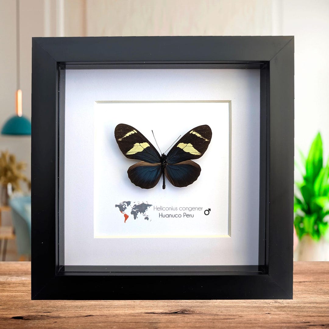 Heliconius Congener, the Congener Longwing Butterfly, Wall Decor ...