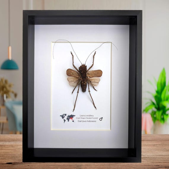 Katydid à Tête De Dragon – Insecte Géant Eumegalodon Blanchardi – Qualité Musée – Entomologie