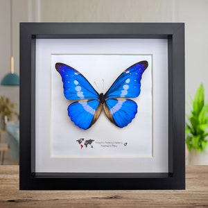 Morpho Rhetenor Helena - Etsy