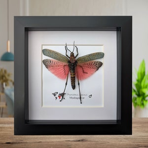 Phymateus saxosus, African bush grasshopper, grasshopper from Madagascar, giant grasshopper, pink grasshopper,  framed bug