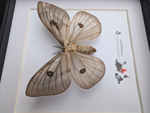 Framed Ghostly Silk Moth: Ceranchia Apollina Female, Madagascar