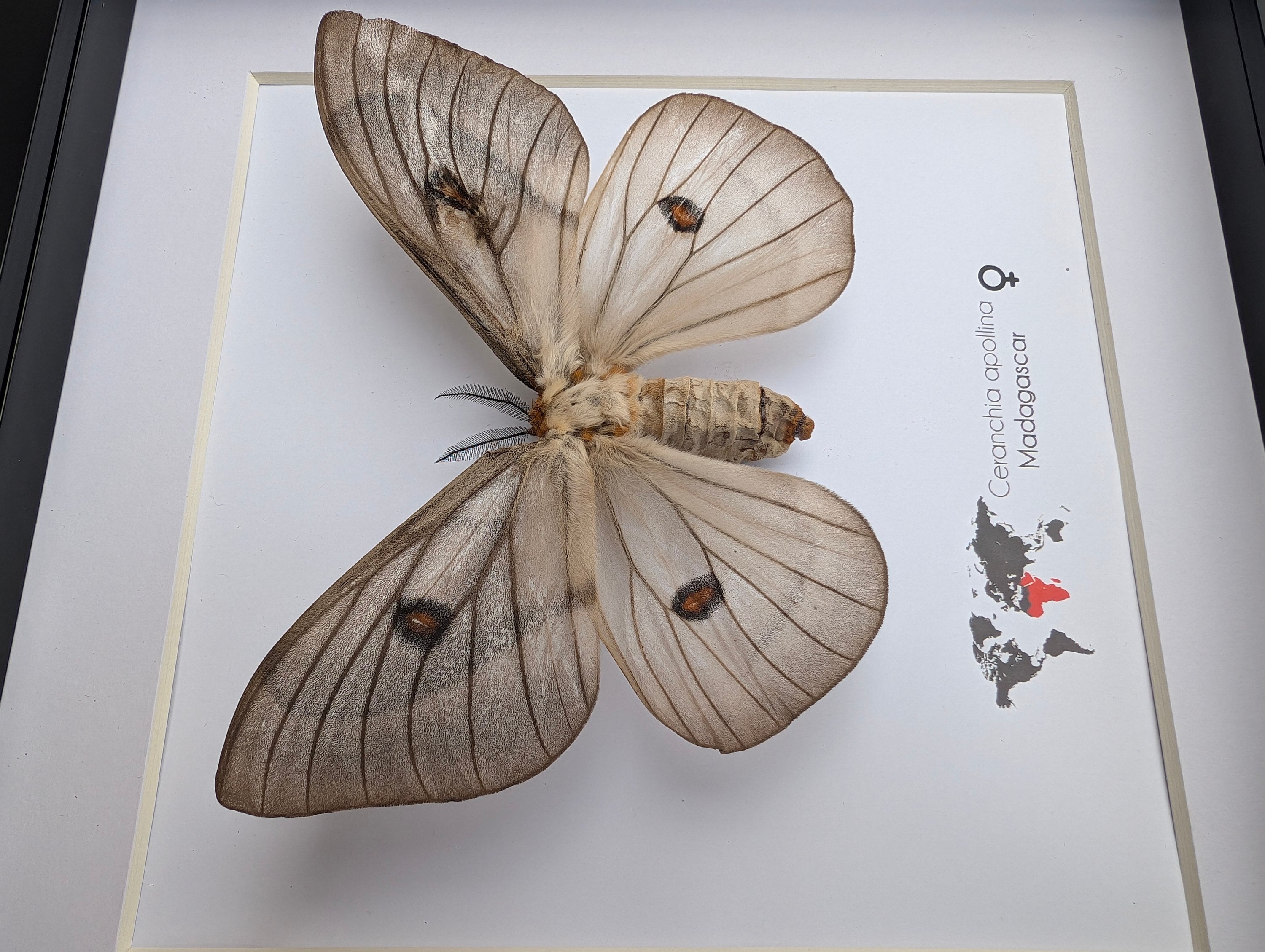 標本 Ceranchia apollina1 pair 104mm 108mm Real Ghostly Silk Moths Framed Taxidermy - Ceranchia