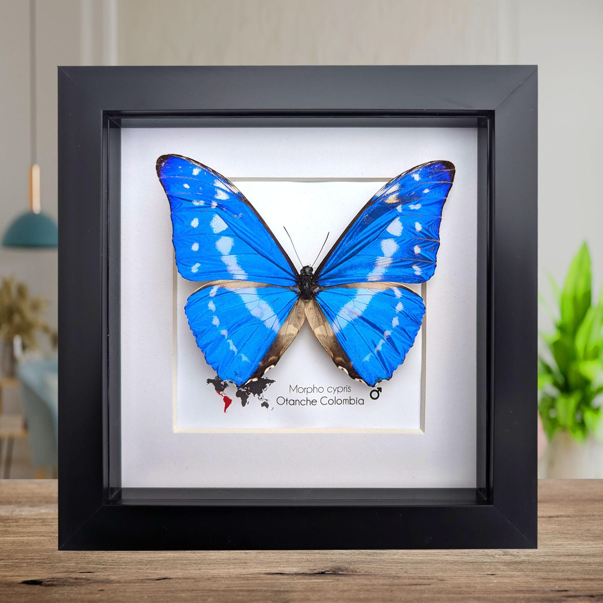 Morpho Cypris - Etsy Singapore