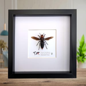 Framed Asian Giant Hornet: Queen Vespa Mandarina Entomology Wall Decor (8x8)