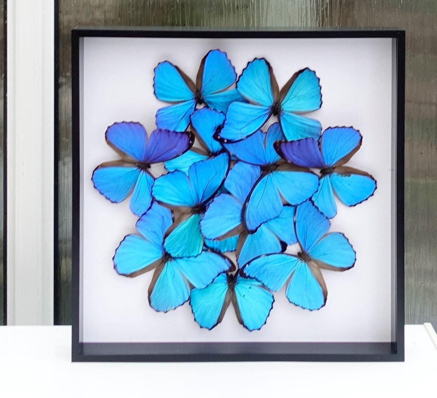 虹色に輝く青いモルフォ蝶のモザイク - 額入り 16インチ x 16インチ