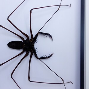 Amblypygi, Whip spider, Tailless Whip Scorpion, from Peru, Frame size A4 image 5