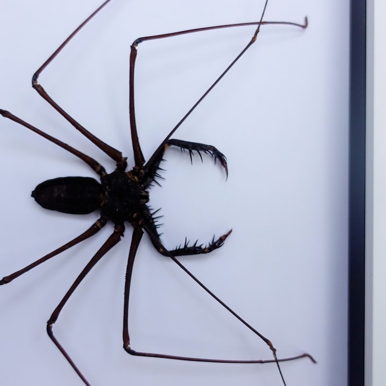 Amblypygi, Whip spider, Tailless Whip Scorpion, from Peru, Frame size A4 image 5