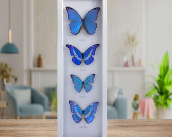 本物のメタリックブルーのモルフォ蝶の額入り剥製 - Morpho helenor