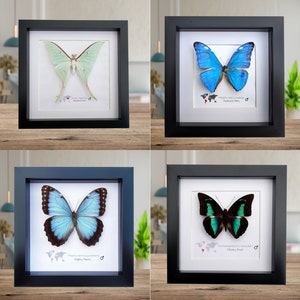 Bundle 20% saving, Morpho helenor guerrerensis female, Actias ningpoana, Chinese moon moth, morpho, Morpho Marcus Adonis, prepona meander