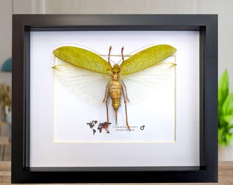 インドネシアの Paracyphocrania major - ID 巨大なナナフシの黄色い羽