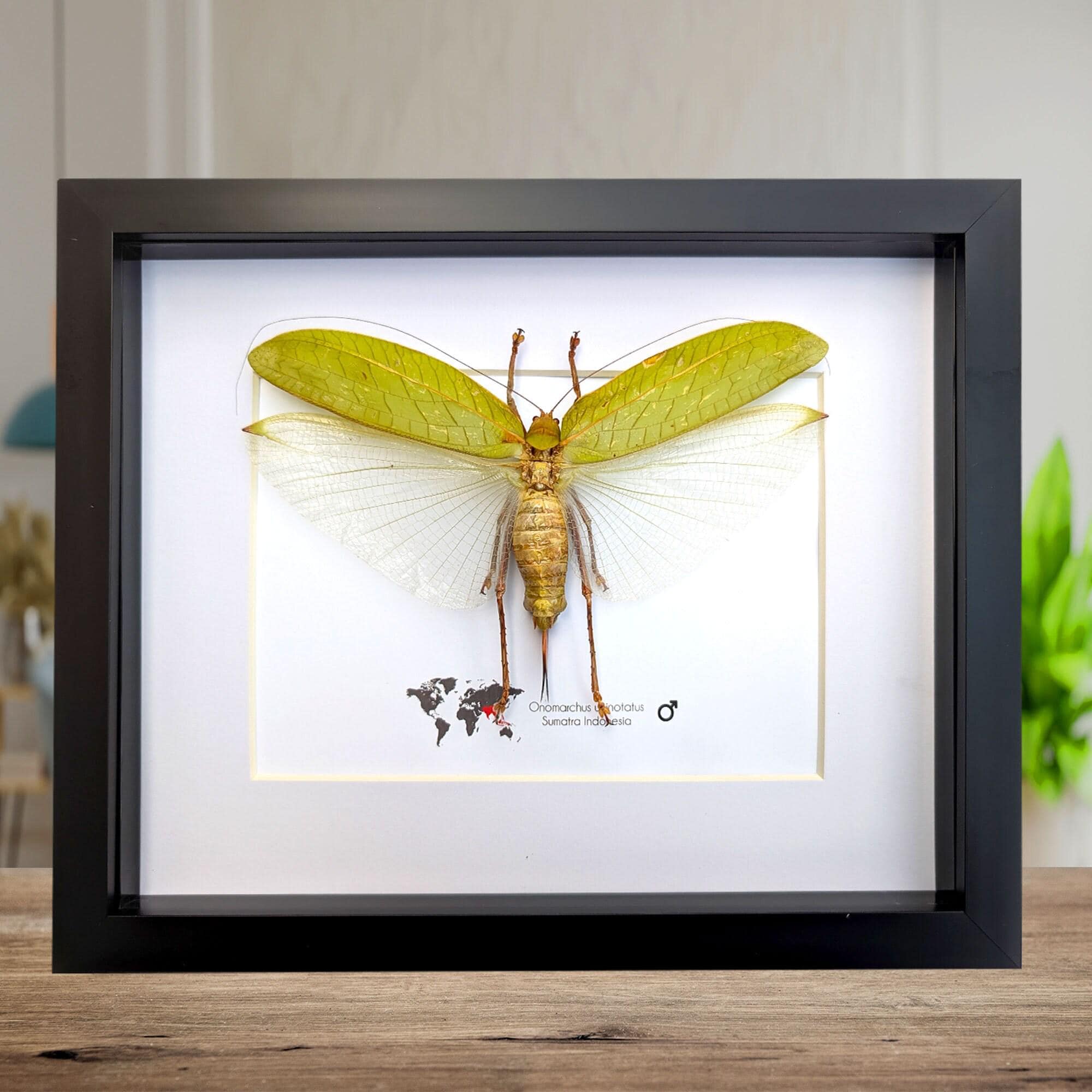 Paarse sprinkhaan (Lophacris Albipes) in luxe 3D lijst 22 x 22cm - Nature Deco