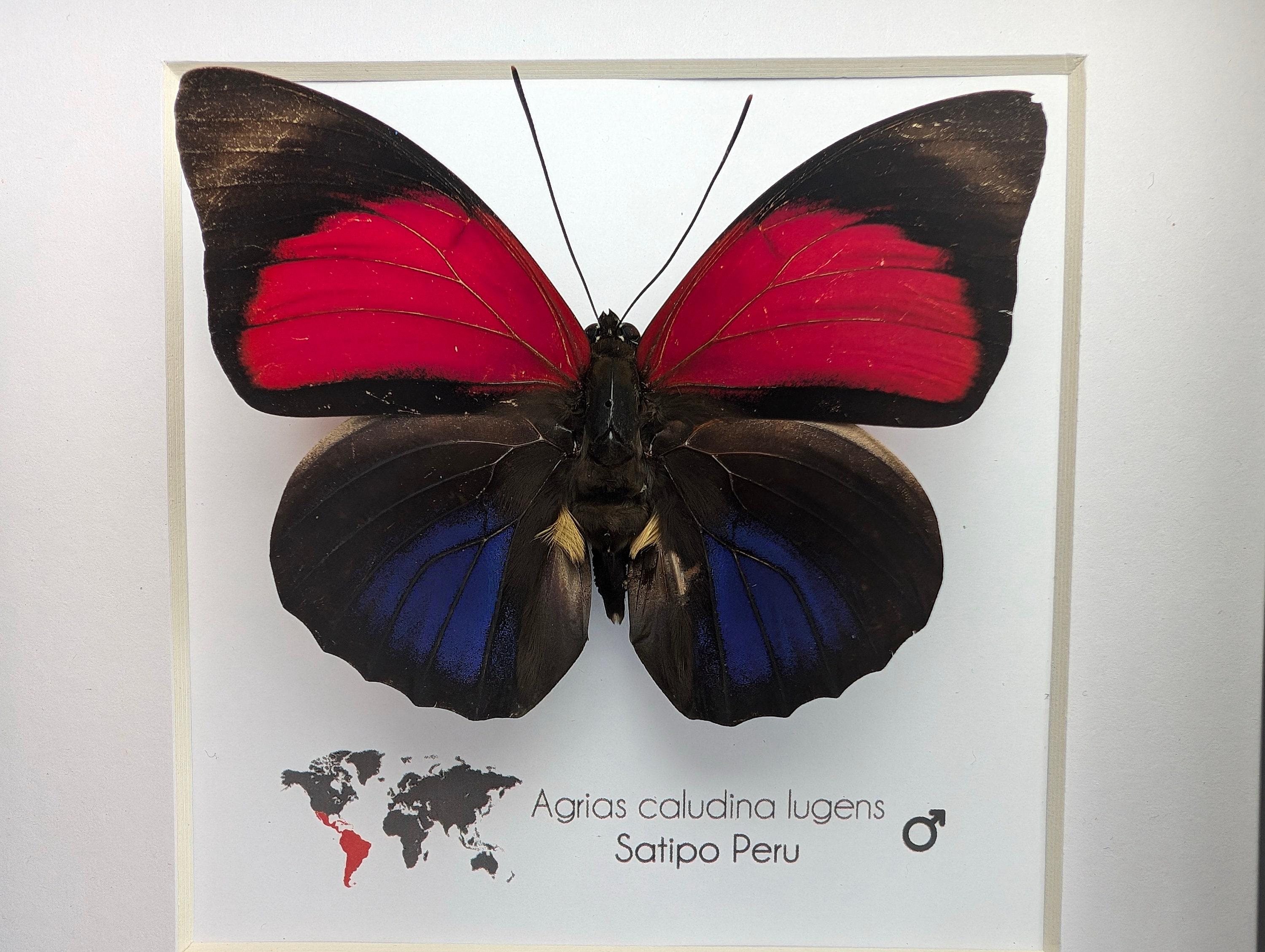 Framed Red Agrias Claudina Butterfly - Peru - 6x6 - Etsy