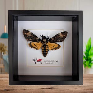 Framed Death&#39;s-Head Hawkmoth: African Skull Moth in Shadow Box