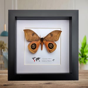 Framed Taxidermy Automeris Tridens Moth, Eyed Wings, Entomology Wall Decor