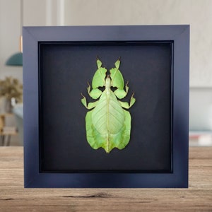 Pulchriphyllium or Phyllium bioculatum, Seychelles leaf insect, Javanese leaf insect, Gray's leaf from Indonesia, GREEN, black background