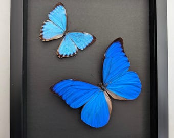 レトロ　ブラジル　青いちょうちょ　額縁　レア 額入りブルーモルフォ蝶剥製、ブラジル、昆虫学展示（8x10インチ