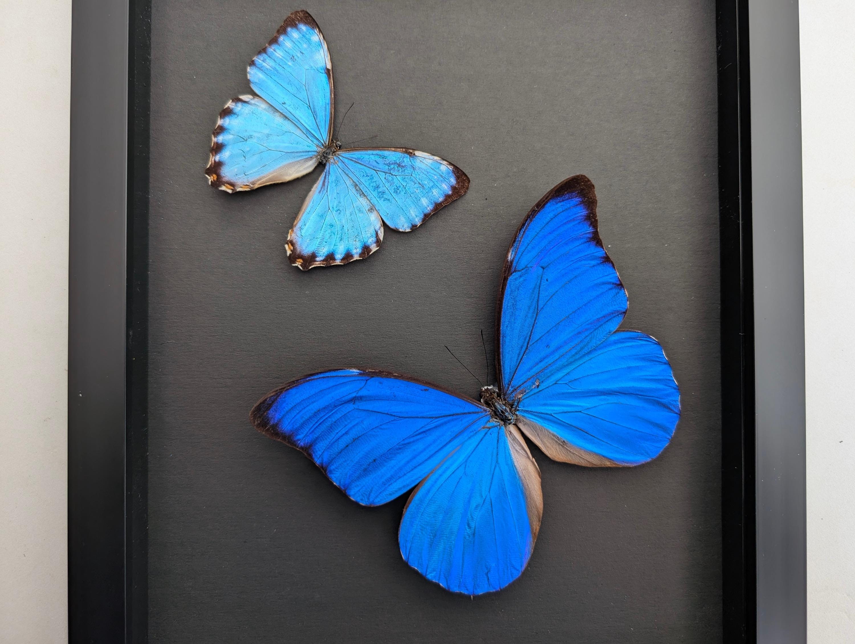 額入りブルーモルフォ蝶剥製、ブラジル、昆虫学展示（8x10インチ