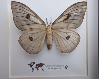Framed Ghostly Silk Moth: Ceranchia Apollina Female, Madagascar