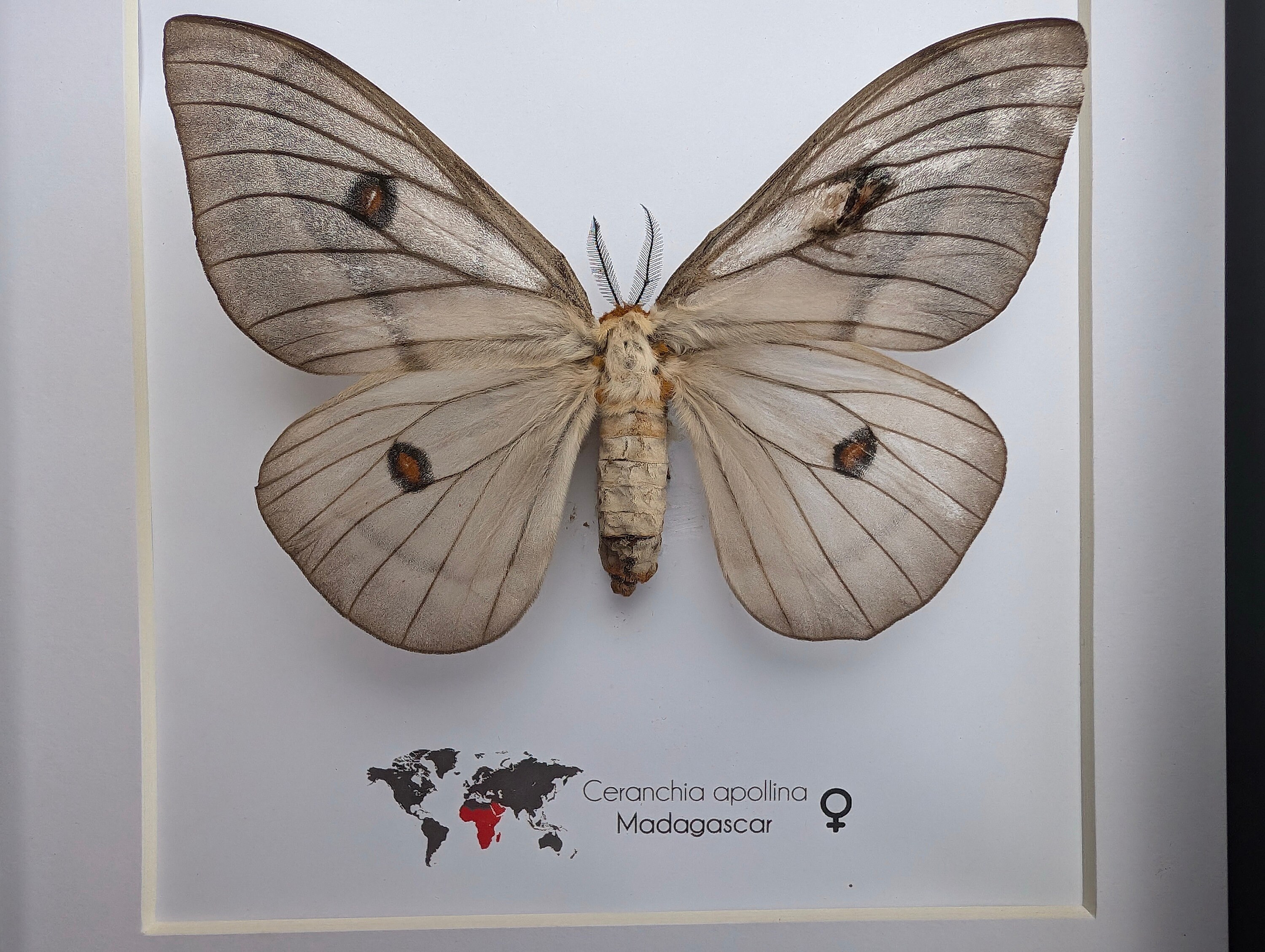Framed Ghostly Silk Moth: Ceranchia Apollina Female