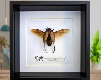 Ejemplar de escarabajo perforador de madera enmarcado en metal, decoración de pared con insectos de origen ético