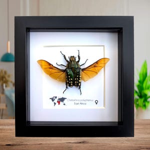 Gerahmter Afrikanischer Fruchtkäfer: Chelorrhina polyphemus confluens Weibchen (16cm x 15cm)