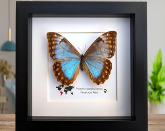 昆虫 蝶 蛾 モルフィダエ Morpho didius-A1 ゴージャス-ペルー-羽を