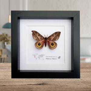 Framed Automeris Banus Moth, Eyed Wings Taxidermy, Entomology Wall Decor