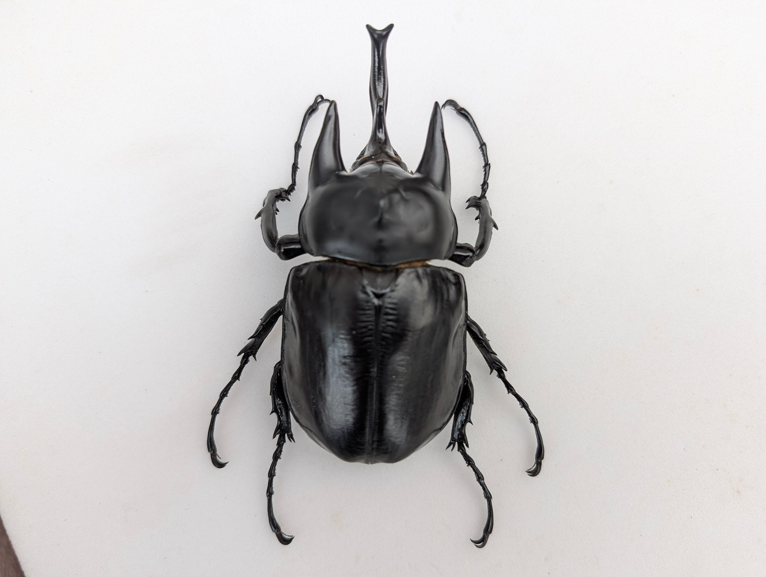 メガソマ・レックス（アクテオン）、サイカブトムシ、サイ