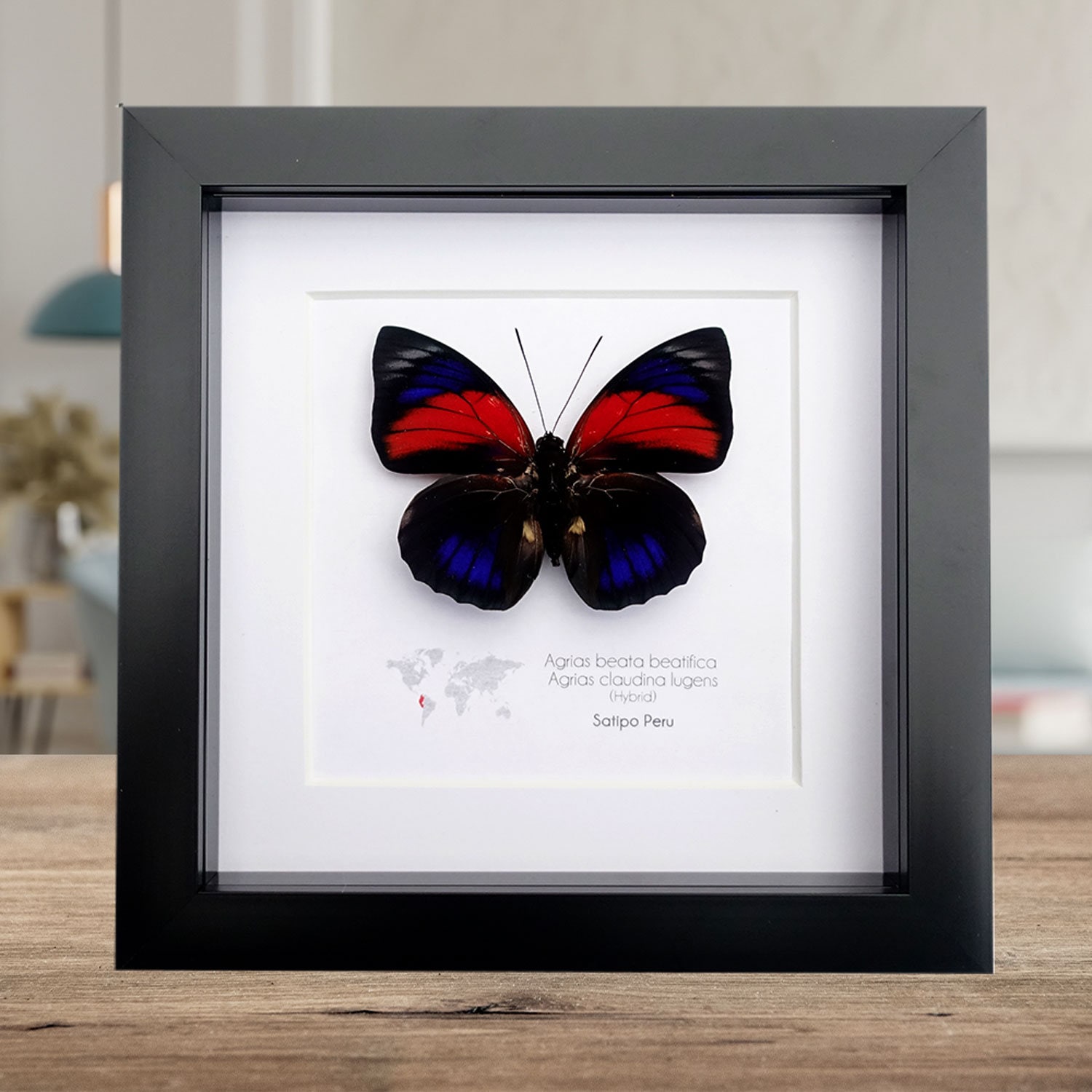 Blue agrias 6頭 レア産地 ナルキッサス ミイロタテハ アグリアス