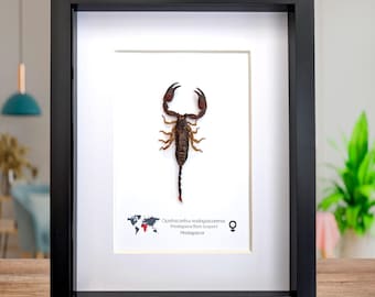 Esposizione di scorpioni della foresta del Madagascar incorniciata: regalo di entomologia (8x10")