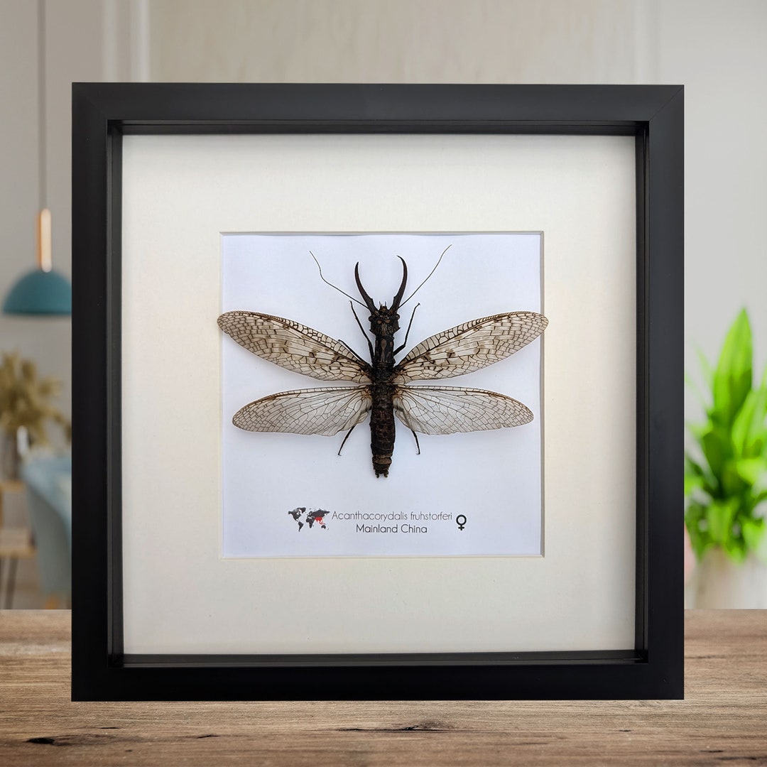 Acanthacorydalis Fruhstorferi, Dobsonfly, Entomology Present
