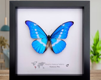 Morpho rhetenor helena, Morpho rhetenor, the Rhetenor blue morpho, Morpho helena, the Helena morpho,  frame 8" X 8"