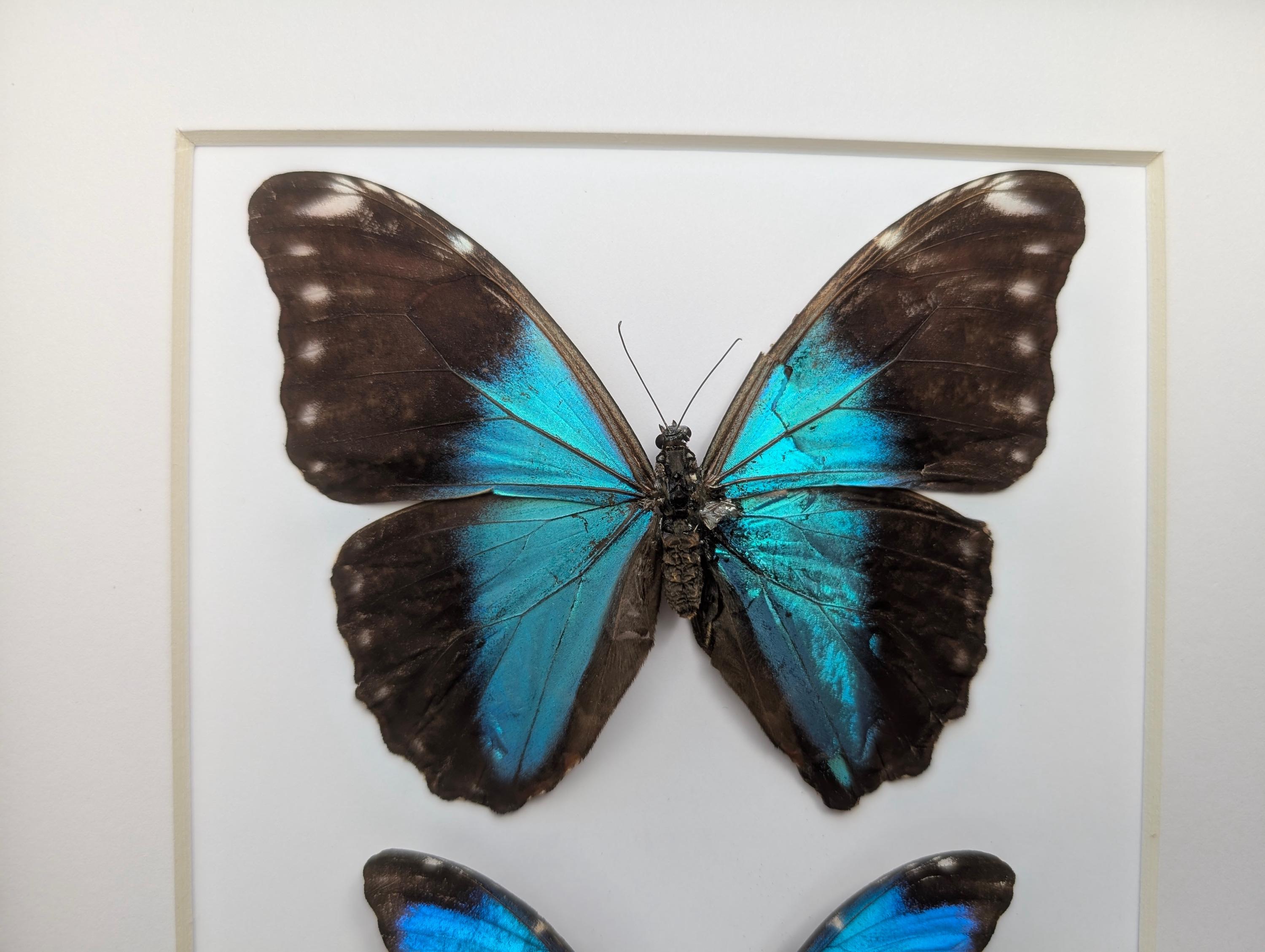 Framed Morpho Butterfly Pair, Metallic Blue Absoloni Jungle Glory