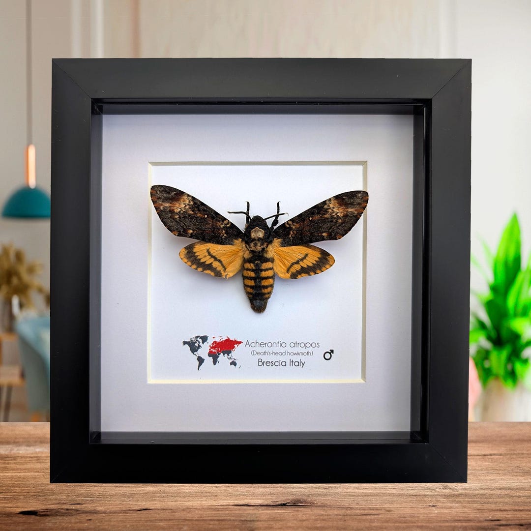 Moth With Skull Pattern Acherontia Atropos, the African Death's-head Hawkmoth, Large Skull ...