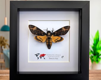 Acherontia atropos, the African death&#39;s-head hawkmoth, large skull pattern moth, moth from Africa, frame 6&quot; X 6&quot;