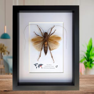 Ejemplar enmarcado de grillo áspero: Sia ferox de Java, Indonesia (8x10)