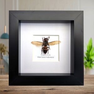 Framed Vespa analis: Yellow-Vented Hornet from Indonesia (4x4)