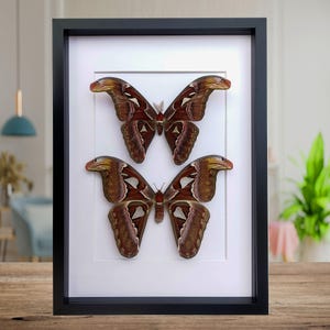 Pareja de polillas del Atlas enmarcadas, arte mural de taxidermia y entomología.