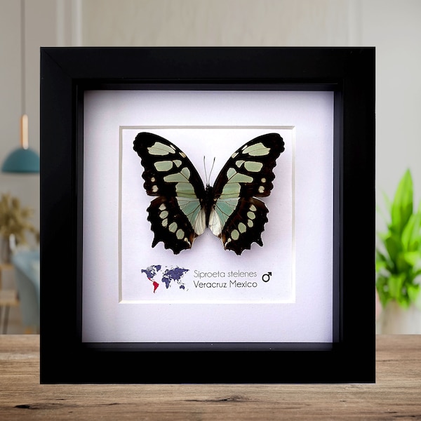 Siproeta stelenes, malachite butterfly , taxidermy butterfly, wall decor, entomology gift, blue butterfly, nature art, bug collection front