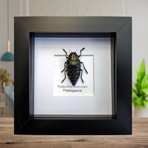 Polybothris naviclaris beetle, wall decor, ethically sourced, nature art, taxidermy, entomology gift, bug collection, insect specimen