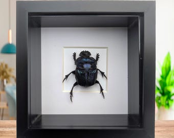 Escarabajo macho Coprophanaeus lancifer enmarcado, espécimen de entomología, decoración de insectos