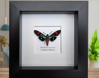 Belemnia inaurata, tiger moth  from Veracruz, Mexico, frame 4&quot; x 4&quot;