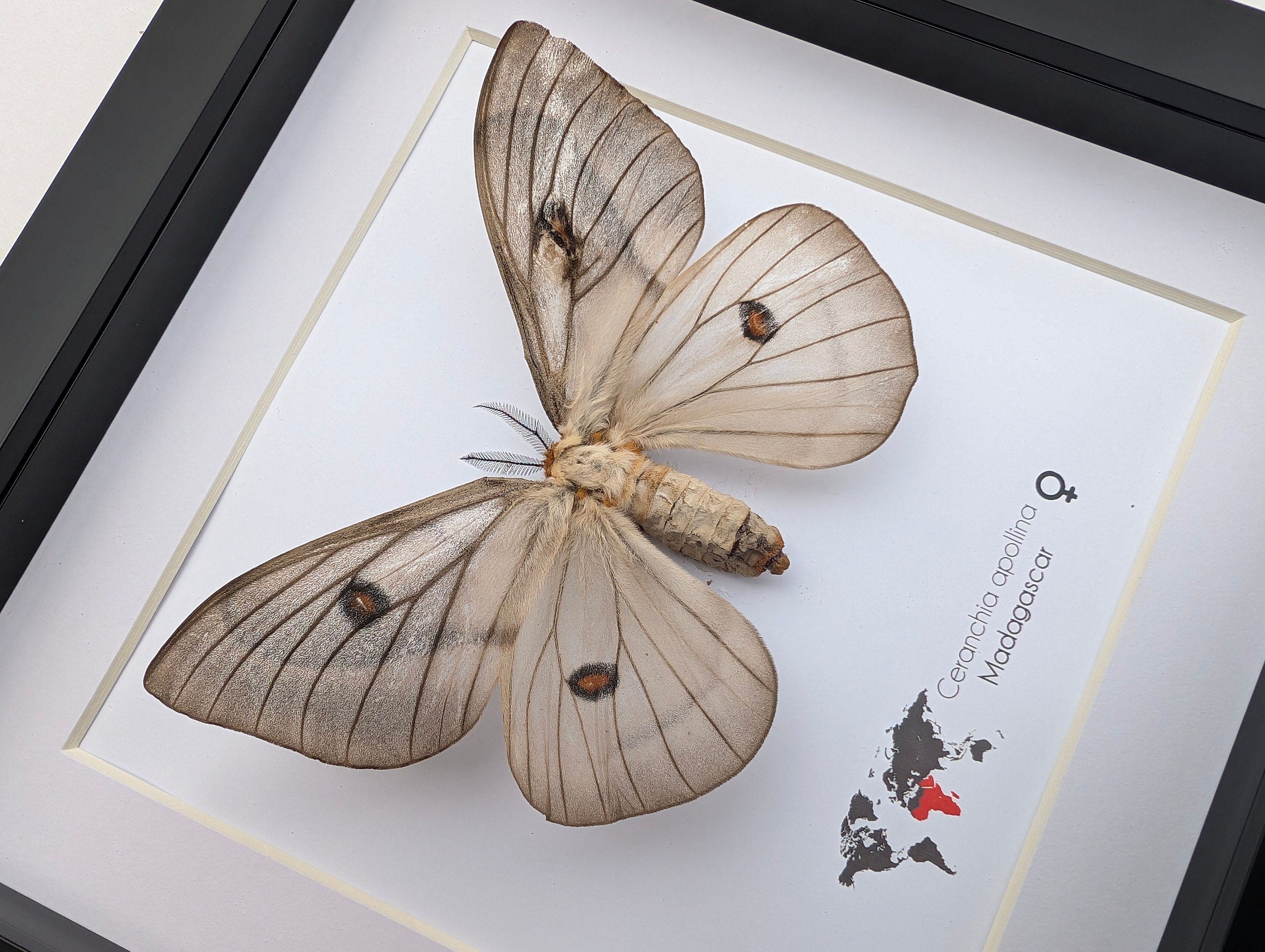標本 Ceranchia apollina1 pair 104mm 108mm Giant Ghostly Silk Moth Ceranchia Apollina FAMALE Framed