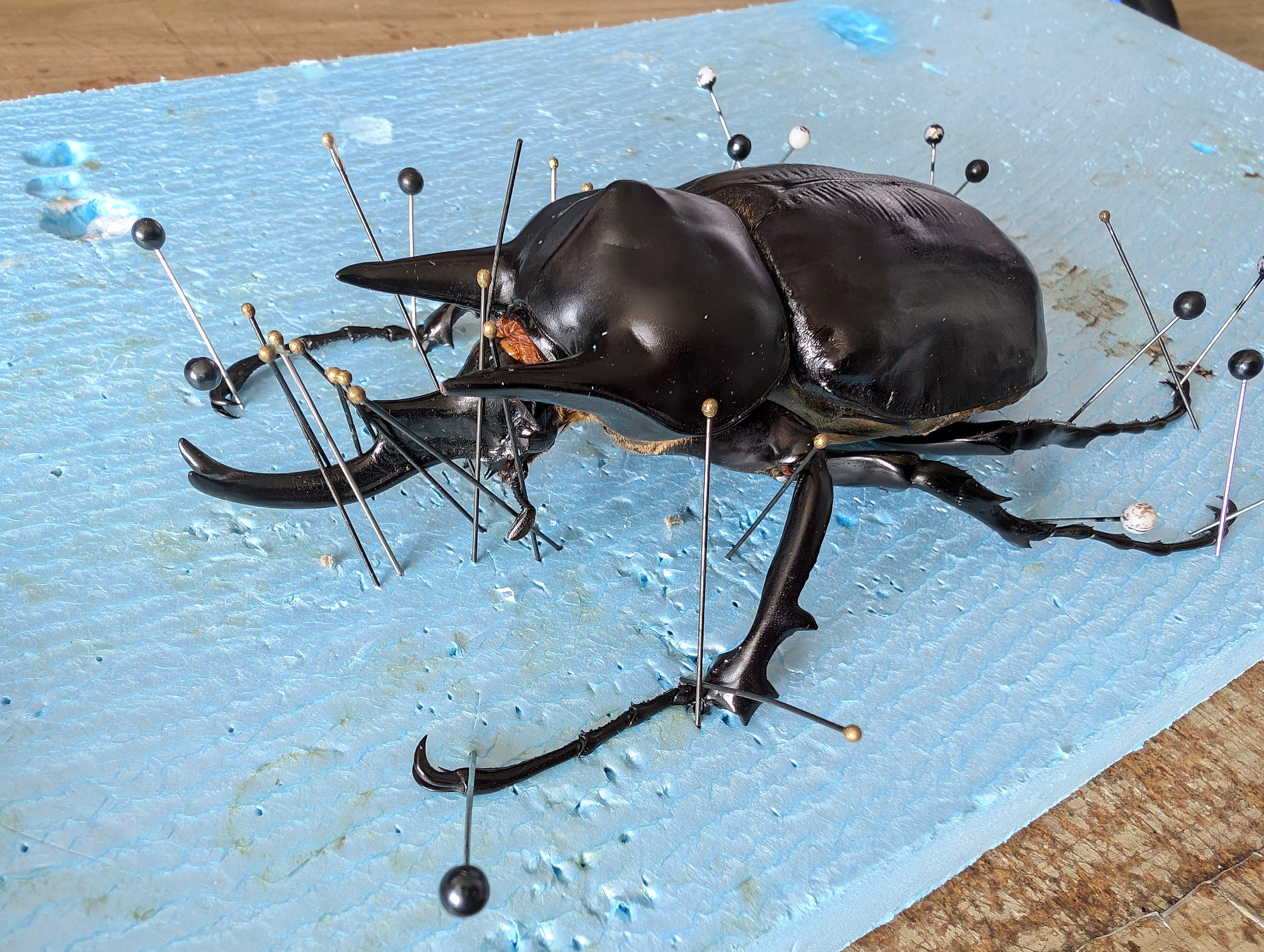 標本ペルー産カブトムシ23ミリ野外品 Amazon | 世界最大コンビのカブトムシの標本 ヘルクレスオオツノ